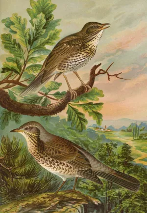 Turdus musicus, Turdus pilaris by Johann Friedrich Naumann Oil Painting