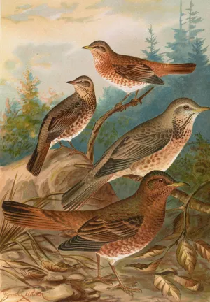 Turdus Naumanni by Johann Friedrich Naumann Oil Painting
