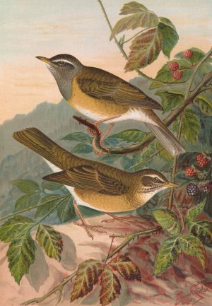 Turdus obscurus by Johann Friedrich Naumann Oil Painting