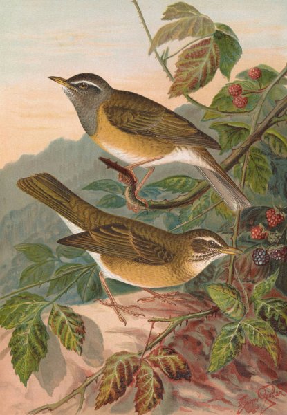Turdus obscurus by Johann Friedrich Naumann - Hand-Painted Oil Painting Reproduction