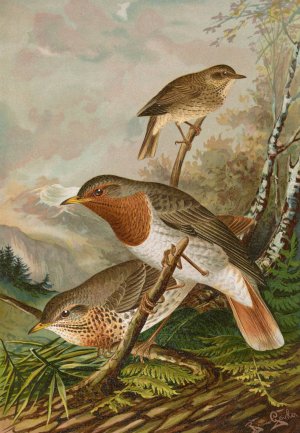 Turdus ruficollis by Johann Friedrich Naumann Oil Painting