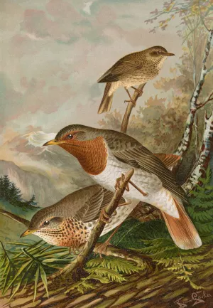 Turdus ruficollis Oil painting by Johann Friedrich Naumann