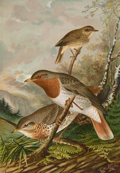Turdus ruficollis by Johann Friedrich Naumann - Hand-Painted Oil Painting Reproduction