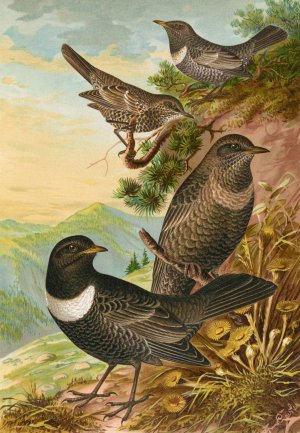 Turdus torquatus by Johann Friedrich Naumann Oil Painting