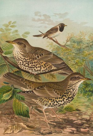 Turdus viscivorus, Turdus atrigularis by Johann Friedrich Naumann Oil Painting