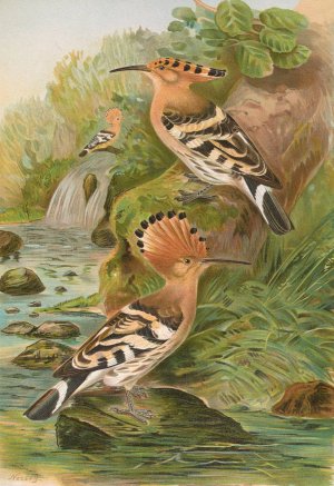 Upupa epops by Johann Friedrich Naumann Oil Painting