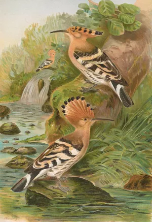Upupa epops by Johann Friedrich Naumann Oil Painting