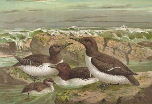 Uria lomvia by Johann Friedrich Naumann Oil Painting