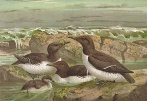 Uria lomvia Oil painting by Johann Friedrich Naumann
