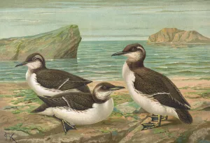 Uria lomvia Oil painting by Johann Friedrich Naumann