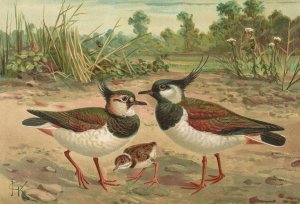 Vanellus vanellus by Johann Friedrich Naumann Oil Painting