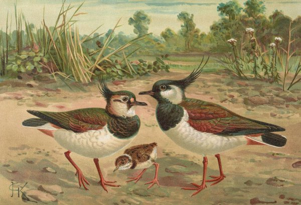 Vanellus vanellus by Johann Friedrich Naumann - Hand-Painted Oil Painting Reproduction