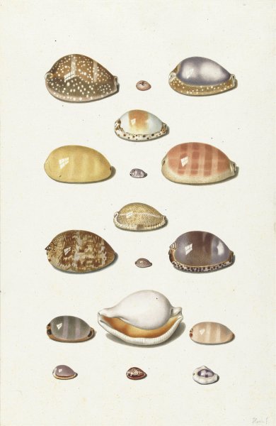 Main Product Photo of Cowry Shells  Painting by Johann Gustav Hoch