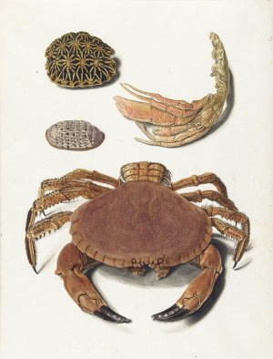 Een krab, een schaar van een krab en twee schilden van schildpadden by Johann Gustav Hoch Oil Painting