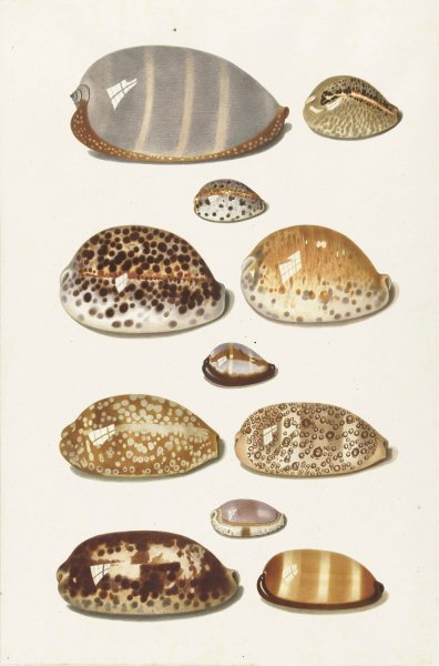 Main Product Photo of Elf grote en kleine tropische kaurie schelpen  Painting by Johann Gustav Hoch