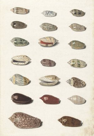 Twenty Tropical Shells by Johann Gustav Hoch Oil Painting