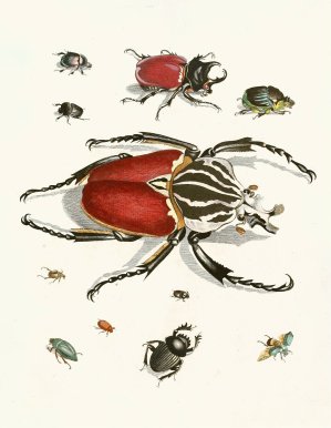 Dr. Sulzer's Short History of Insects, Pl. 01 by Johann Heinrich Sulzer Oil Painting