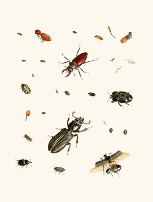 Dr. Sulzer's Short History of Insects, Pl. 02 by Johann Heinrich Sulzer Oil Painting