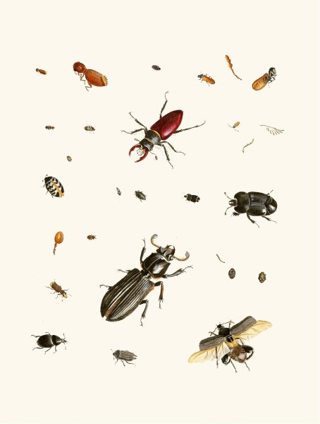 Dr. Sulzer's Short History of Insects, Pl. 02  by Johann Heinrich Sulzer - Hand-Painted Oil Painting Reproduction