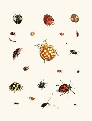 Dr. Sulzer's Short History of Insects, Pl. 03 by Johann Heinrich Sulzer Oil Painting