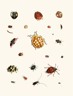 Dr. Sulzer's Short History of Insects, Pl. 03 Oil painting by Johann Heinrich Sulzer