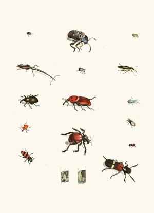 Dr. Sulzer's Short History of Insects, Pl. 04 by Johann Heinrich Sulzer Oil Painting