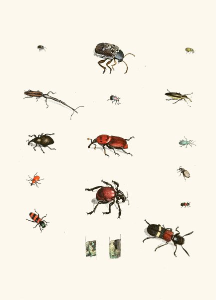 Dr. Sulzer's Short History of Insects, Pl. 04  by Johann Heinrich Sulzer - Hand-Painted Oil Painting Reproduction