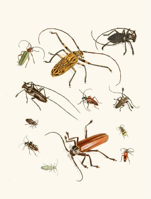 Dr. Sulzer's Short History of Insects, Pl. 05 by Johann Heinrich Sulzer Oil Painting