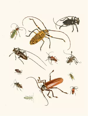 Dr. Sulzer's Short History of Insects, Pl. 05 by Johann Heinrich Sulzer Oil Painting
