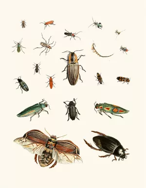 Dr. Sulzer's Short History of Insects, Pl. 06 Oil painting by Johann Heinrich Sulzer