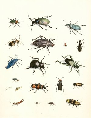 Dr. Sulzer's Short History of Insects, Pl. 07 by Johann Heinrich Sulzer Oil Painting