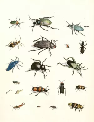Dr. Sulzer's Short History of Insects, Pl. 07 by Johann Heinrich Sulzer Oil Painting