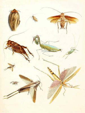 Dr. Sulzer's Short History of Insects, Pl. 08 Oil painting by Johann Heinrich Sulzer