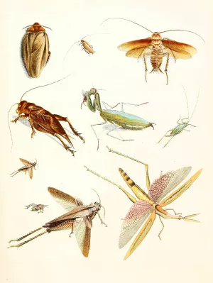 Dr. Sulzer's Short History of Insects, Pl. 08 Oil painting by Johann Heinrich Sulzer