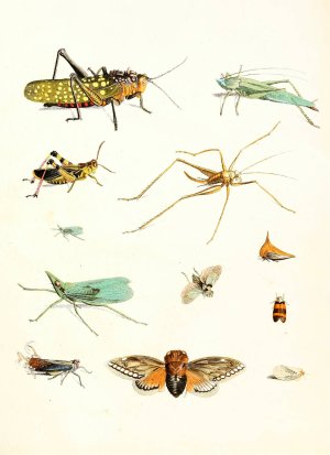 Dr. Sulzer's Short History of Insects, Pl. 09 by Johann Heinrich Sulzer Oil Painting