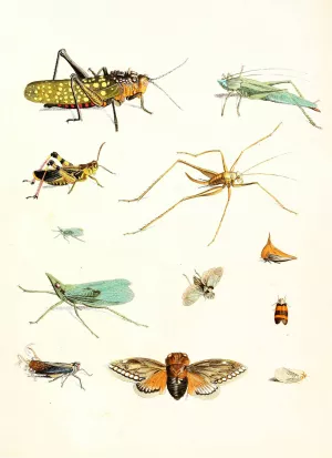 Dr. Sulzer's Short History of Insects, Pl. 09 Oil painting by Johann Heinrich Sulzer
