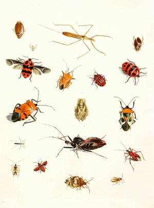 Dr. Sulzer's Short History of Insects, Pl. 10 by Johann Heinrich Sulzer Oil Painting