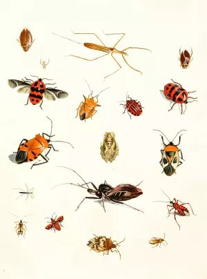 Dr. Sulzer's Short History of Insects, Pl. 10 Oil painting by Johann Heinrich Sulzer