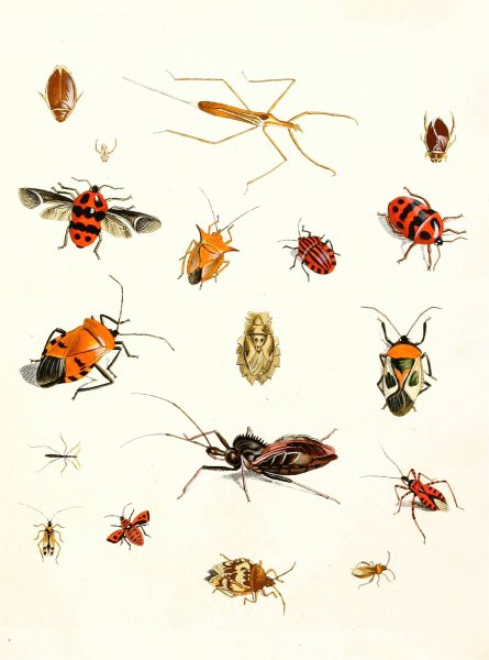Dr. Sulzer's Short History of Insects, Pl. 10  by Johann Heinrich Sulzer - Hand-Painted Oil Painting Reproduction