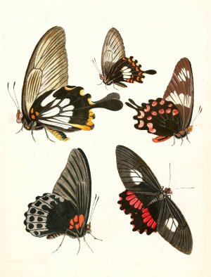 Dr. Sulzer's Short History of Insects, Pl. 11 by Johann Heinrich Sulzer Oil Painting