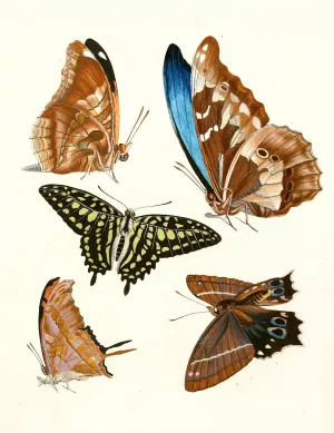 Dr. Sulzer's Short History of Insects, Pl. 12 Oil painting by Johann Heinrich Sulzer