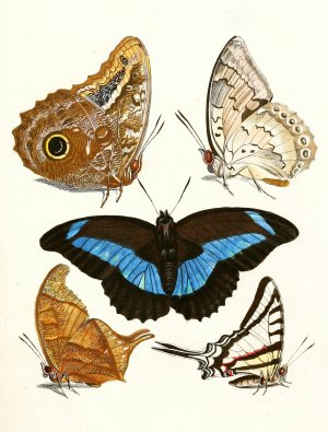 Dr. Sulzer's Short History of Insects, Pl. 13 by Johann Heinrich Sulzer Oil Painting