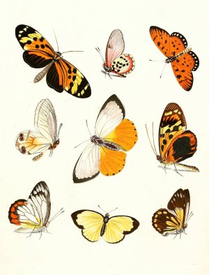 Dr. Sulzer's Short History of Insects, Pl. 14 by Johann Heinrich Sulzer Oil Painting