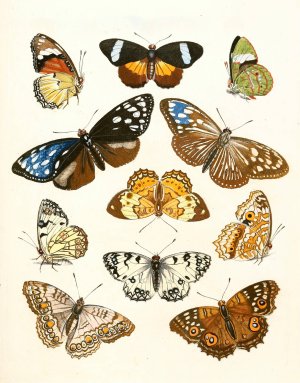 Dr. Sulzer's Short History of Insects, Pl. 15 by Johann Heinrich Sulzer Oil Painting