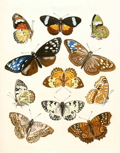Dr. Sulzer's Short History of Insects, Pl. 15  by Johann Heinrich Sulzer - Hand-Painted Oil Painting Reproduction