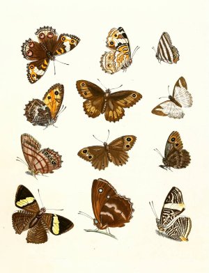 Dr. Sulzer's Short History of Insects, Pl. 16 by Johann Heinrich Sulzer Oil Painting