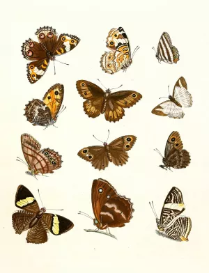 Dr. Sulzer's Short History of Insects, Pl. 16 by Johann Heinrich Sulzer Oil Painting