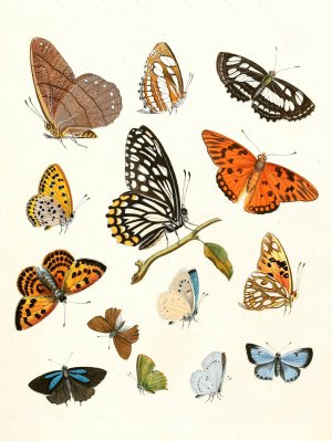 Dr. Sulzer's Short History of Insects, Pl. 17 by Johann Heinrich Sulzer Oil Painting