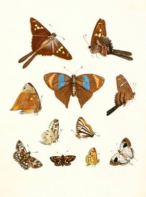 Dr. Sulzer's Short History of Insects, Pl. 18 by Johann Heinrich Sulzer Oil Painting