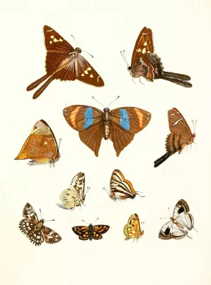 Dr. Sulzer's Short History of Insects, Pl. 18 Oil painting by Johann Heinrich Sulzer
